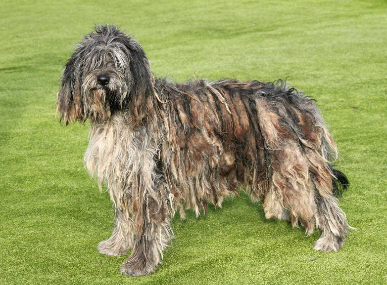 bergamasco dog body characteristics and features