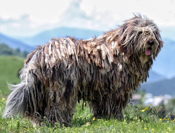 bergamasco dog life history characteristics