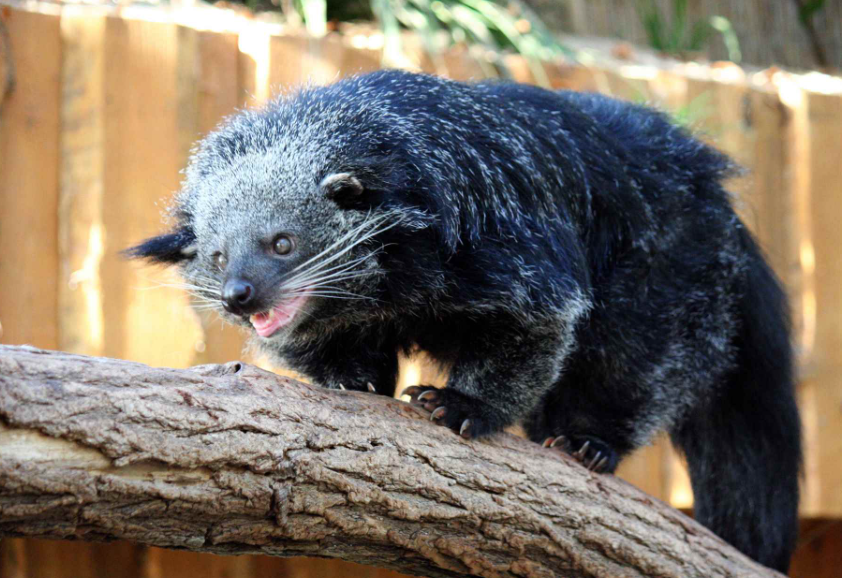 binturong body characteristics and features