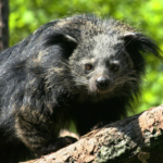 binturong facts and features