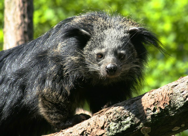 binturong facts and features