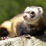 black-footed ferrets facts and features