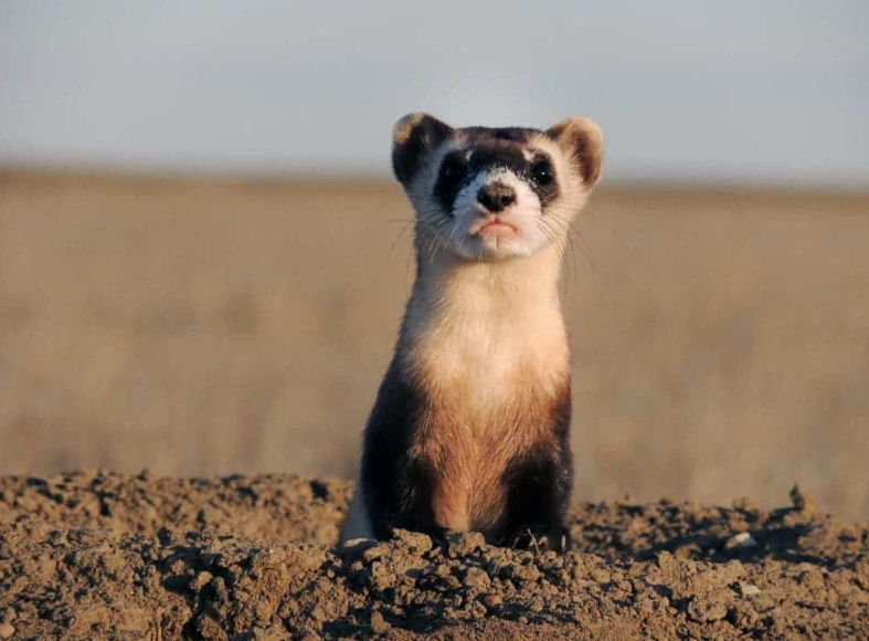 black-footed ferrets features and pictures