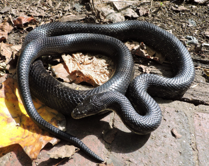 black rat snake life history characteristics