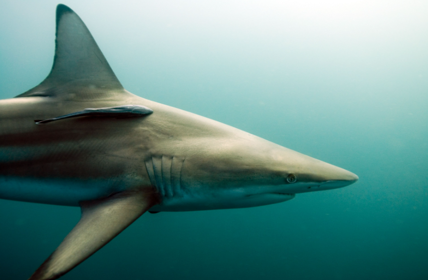 black tip shark facts and features