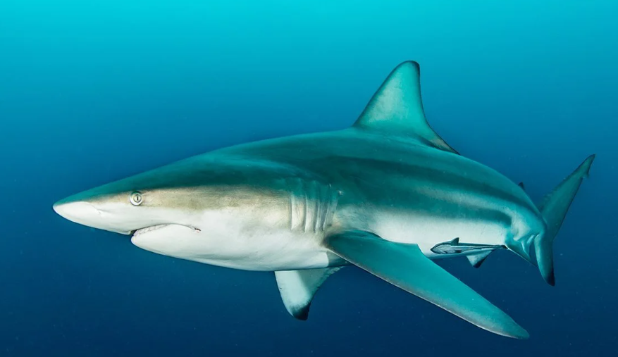 black-tip shark physical characteristics