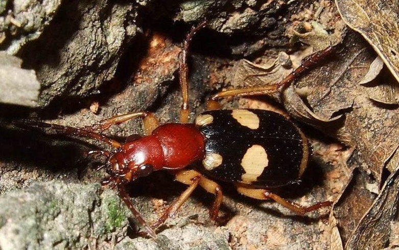 bombardier beetle facts and features