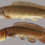 bowfin fish body characteristics and features