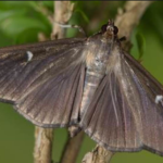 box tree moth body facts characteristics and features