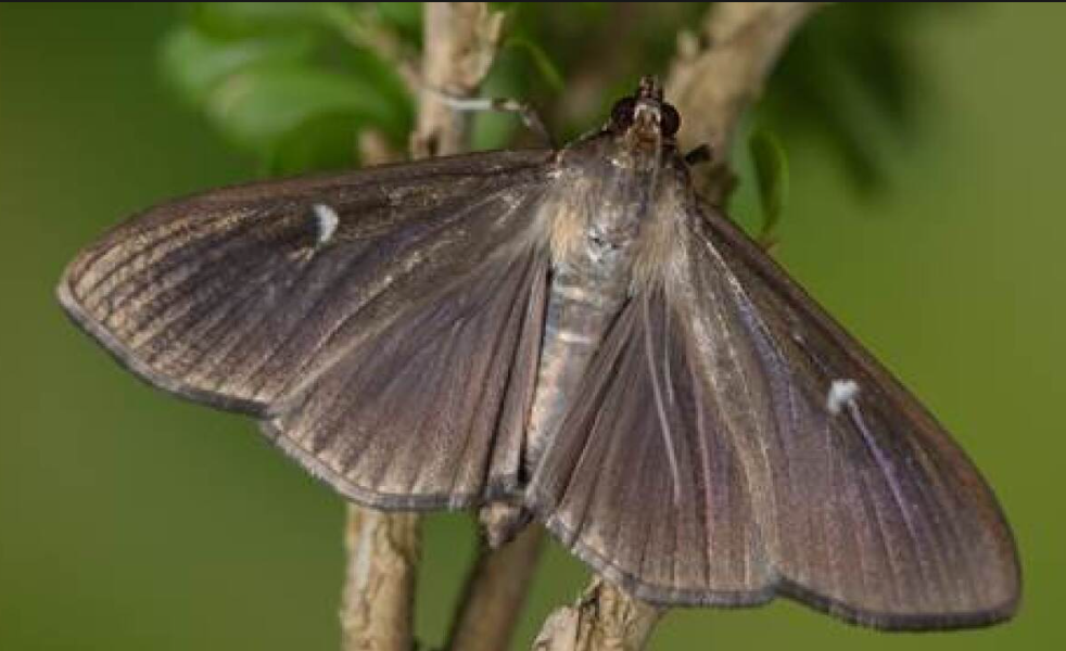 Top 10 Facts about Box Tree Moth insect