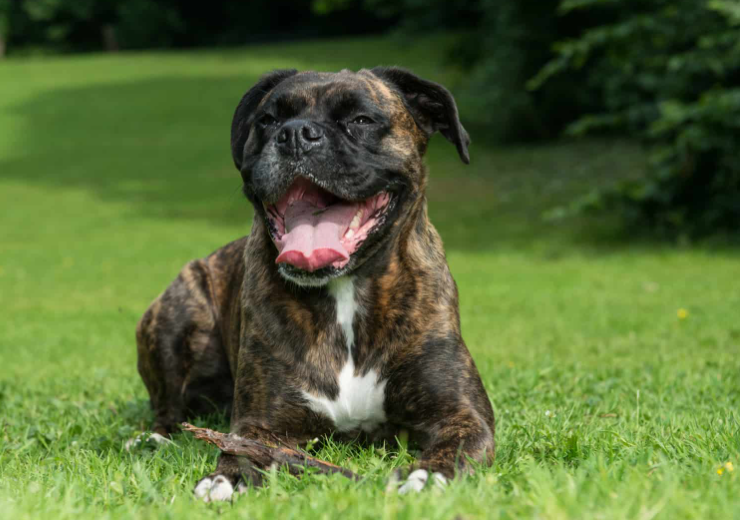 boxer mix dog history characteristics