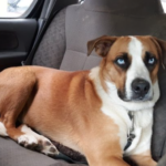 boxsky dog life history pictures