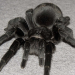 brazilian black tarantula animal appearance features