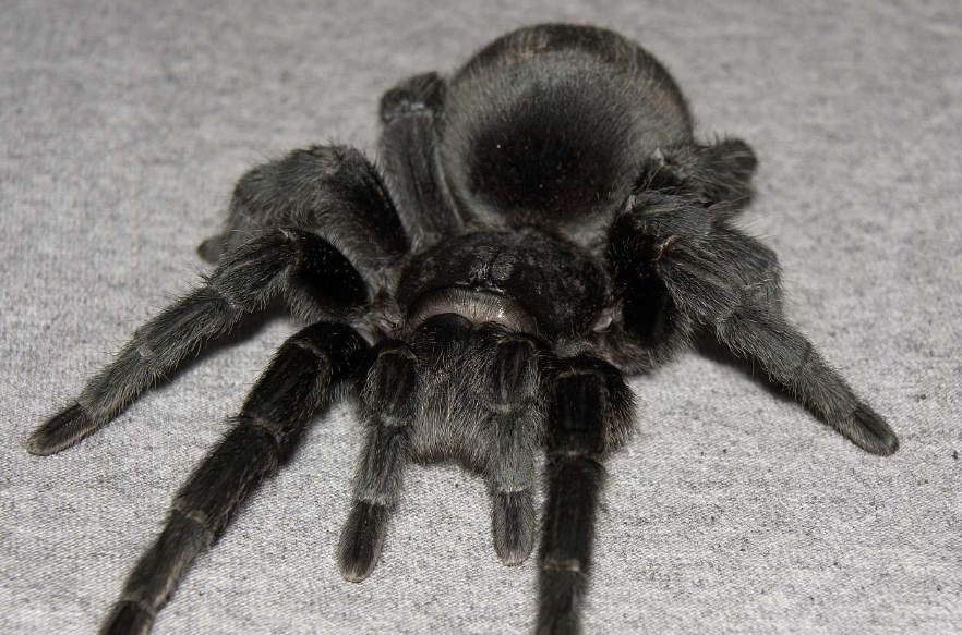 brazilian black tarantula animal appearance features