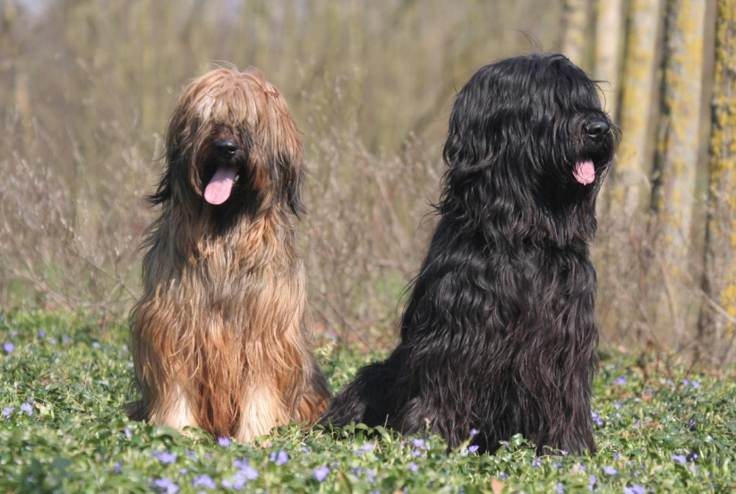 briard dog food, habitat, physical features and habitat