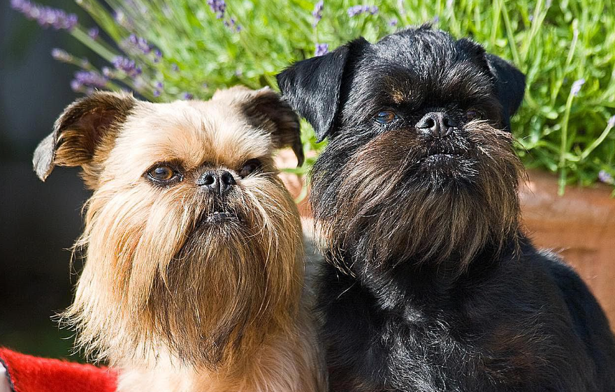 brussels griffon dog body characteristics and features