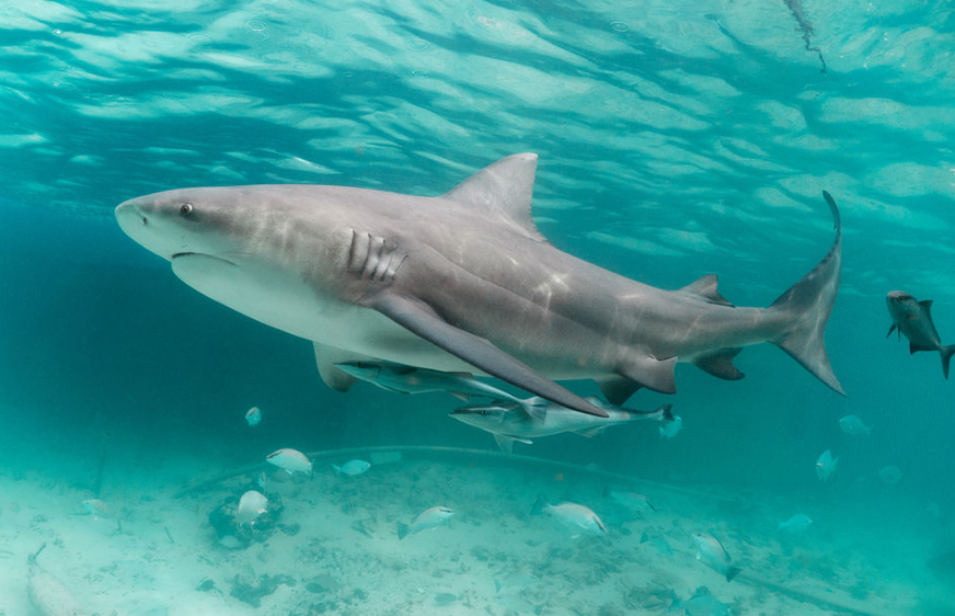 bull shark - diet, habits, behavior and characteristics