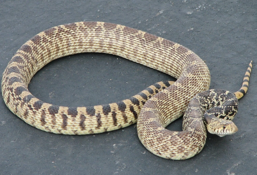 bull snake - diet, habits, behavior and characteristics