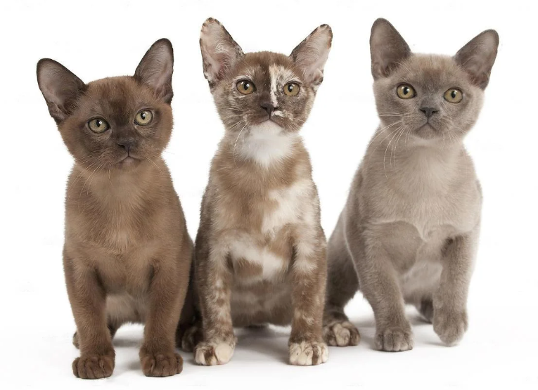 Top 10 Facts about Burmese cats
