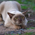 Burmese Cat Facts Pictures Questions