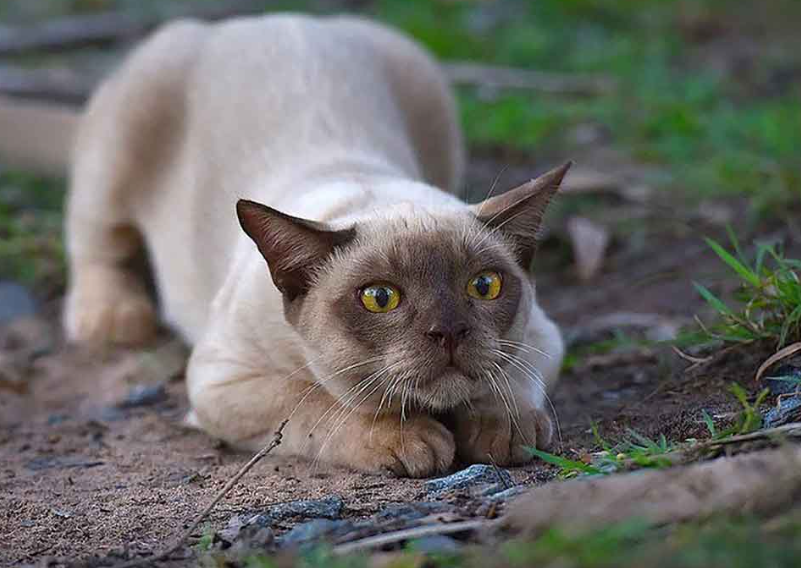 Burmese cat physical features and habitat