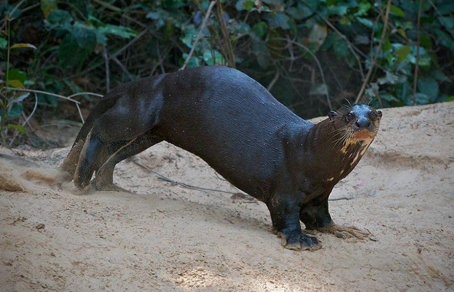 giant river otter - diet, feeding pattern, life history and features