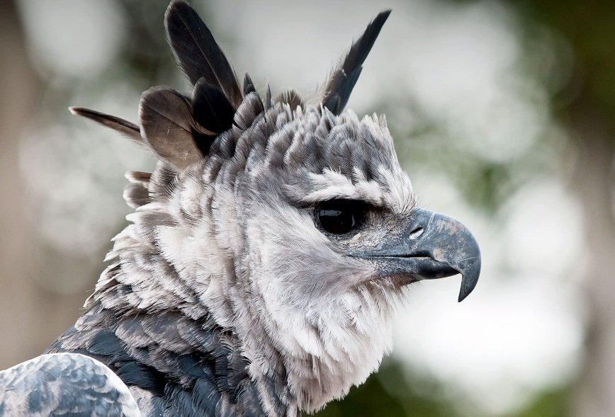 harpy eagle facts and features