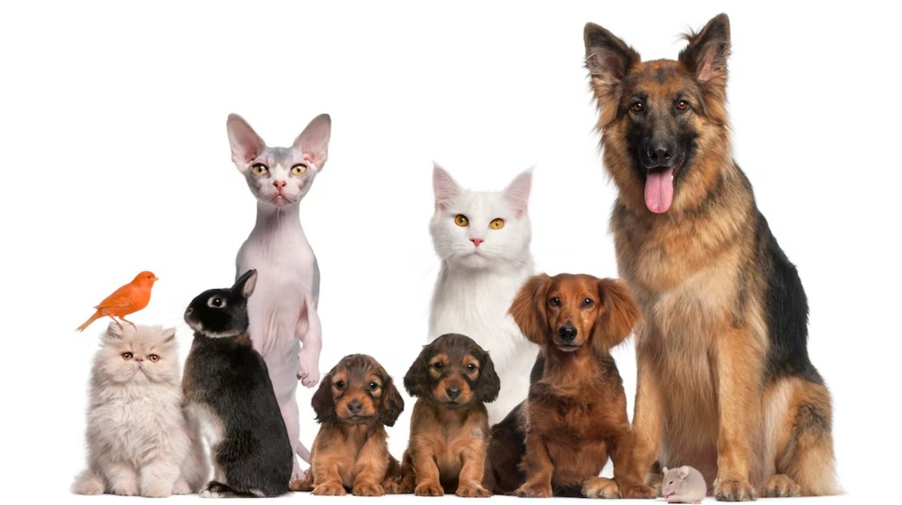 Pet care and Recommendations for Pet Owners and Beloved Pets