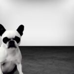 Boskimo dog facts and characteristics