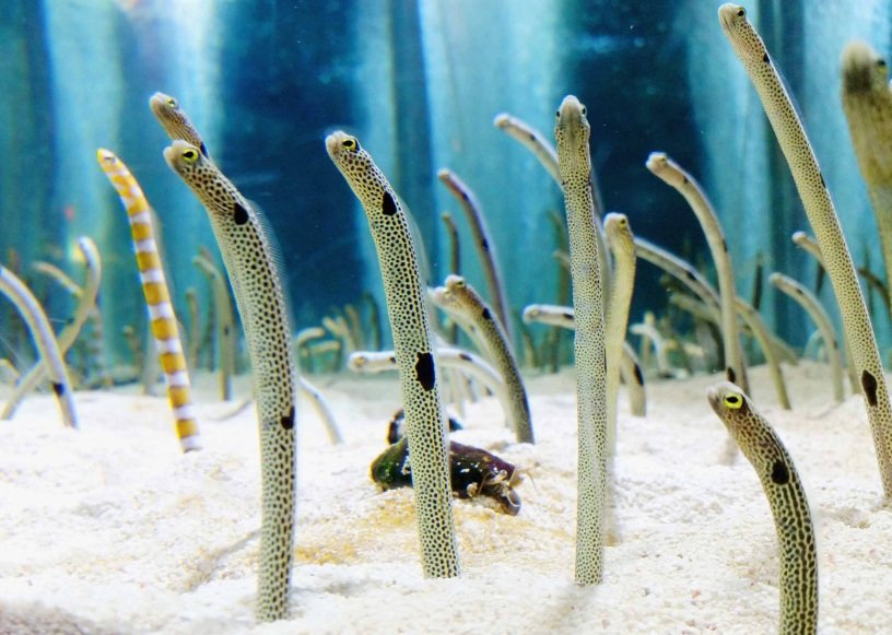 Facts about spotted garden eel - Appearance, Diet And Habitat