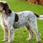 Italian Spinone body characteristics and features