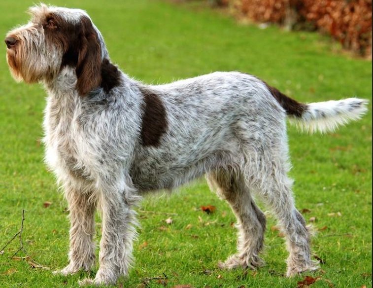 Top 10 Facts about Spinone Italiano Dog