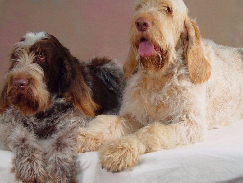 Italian Spinone diet, habbits, behavior and characteristics