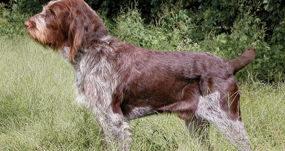 Italian Spinone life history and features