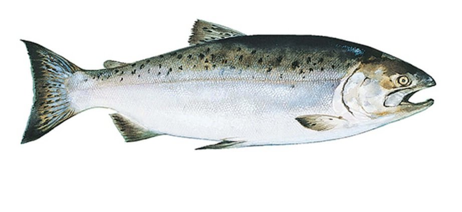 Salmon fish body characteristics and features