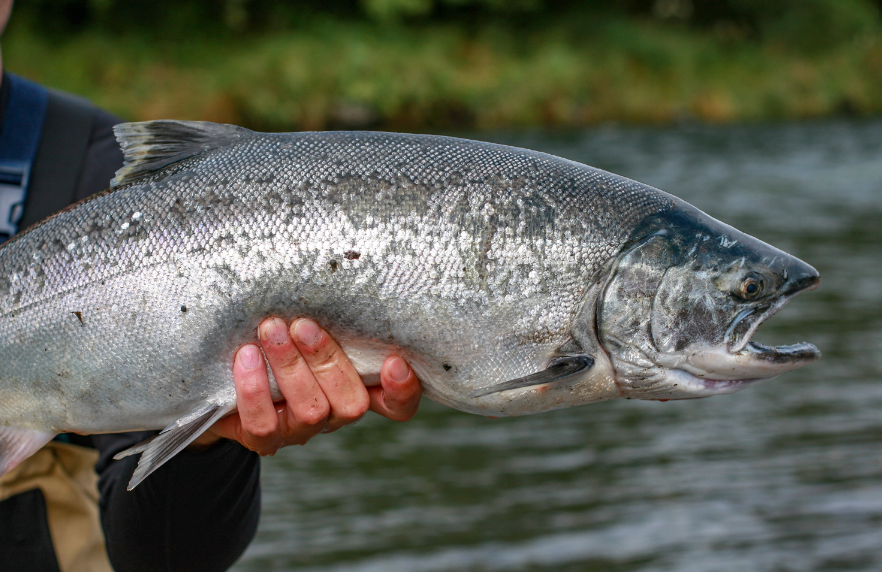 Salmon fish body characteristics and features