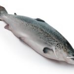 Salmon fish life history and features