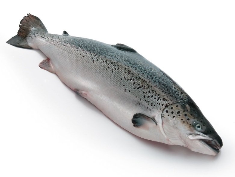 Top 10 Facts about Steelhead Salmon Fish