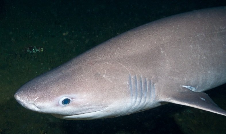 Top 10 Facts about Sixgill shark fish
