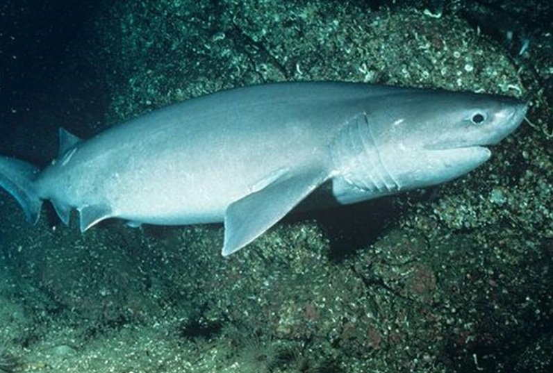 Six-gill shark fish life history characteristics