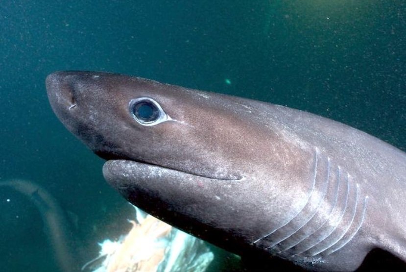 Six-gill shark fish life history pictures