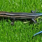 Skink Lizard - diet, habits, behavior and characteristics