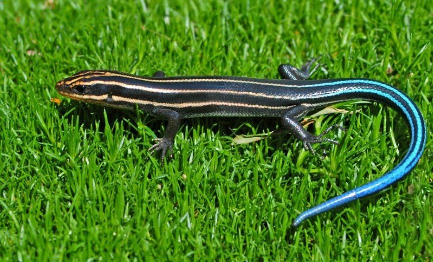 Top 10 Facts about Skink Lizard