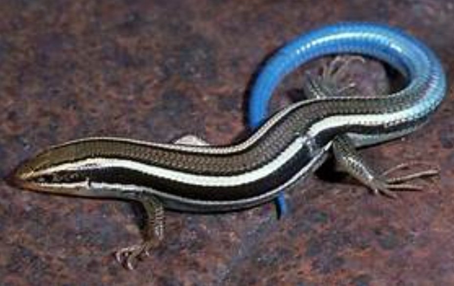 Skink Lizard life history and features