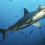 Smooth Hammerhead Shark life history and features