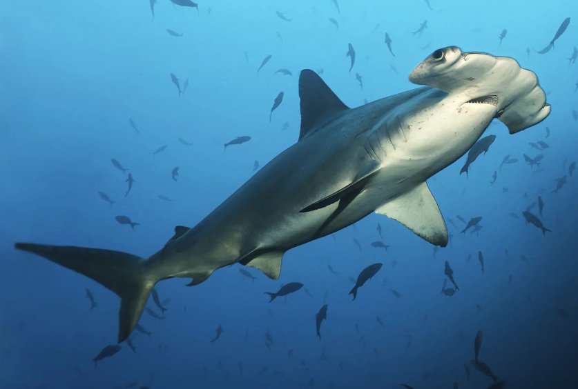 Top 10 Facts about Smooth Hammerhead Shark