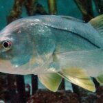 Snook fish body characteristics and features