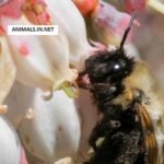 Southeastern Blueberry Bee life history characteristics