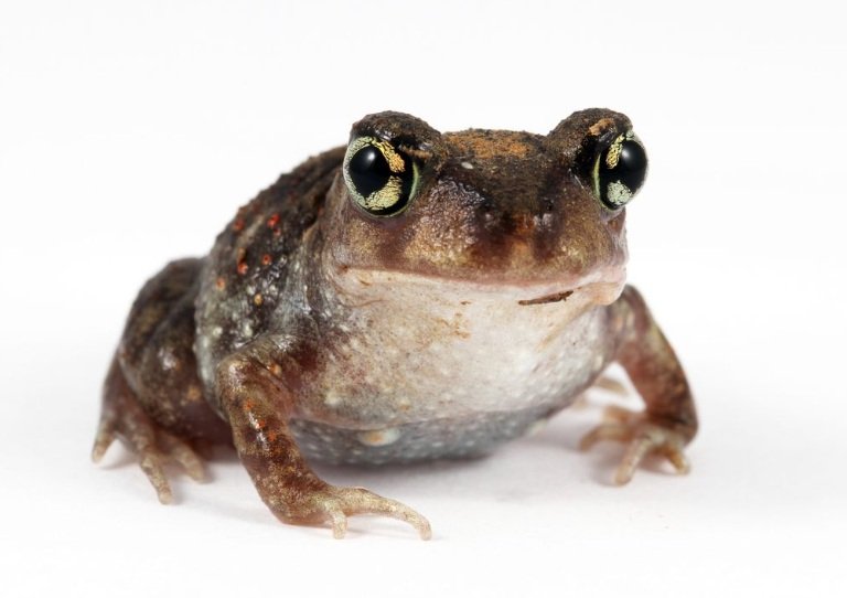 Spadefoot Toad body characteristics and features