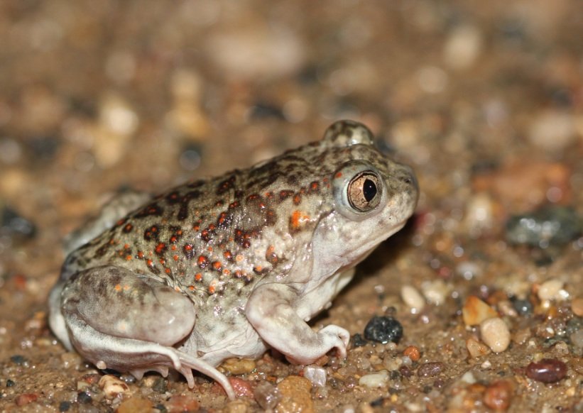 Spadefoot Toad diet, habits, behavior and characteristics